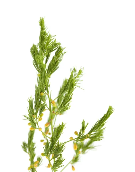 Flora Cantábria Subespécie Asparagus Officinalis Prostratus Isolada Sobre Fundo Branco — Fotografia de Stock