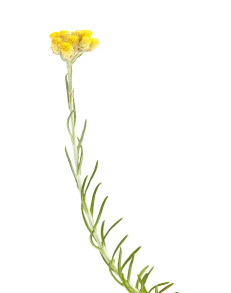 Flora Kantabrien Helichrysum Stoechas Isolerad Vit — Stockfoto