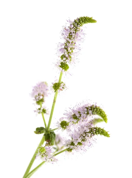 Menta Floreciente Aislada Sobre Fondo Blanco —  Fotos de Stock