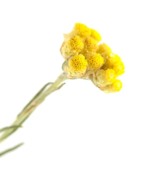 Flora Kantabrien Helichrysum Stoechas Isolerad Vit — Stockfoto