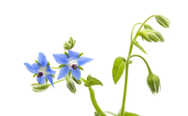 Flores Azules Borraja Aisladas Sobre Fondo Blanco —  Fotos de Stock