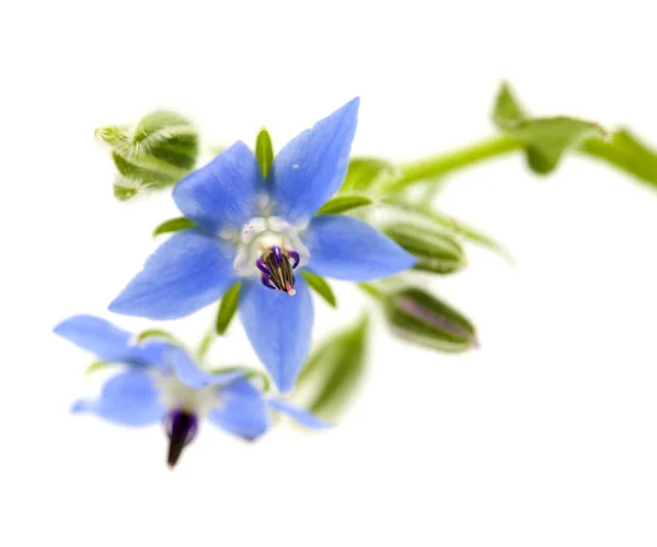 Fleurs Bleues Bourrache Isolées Sur Fond Blanc — Photo