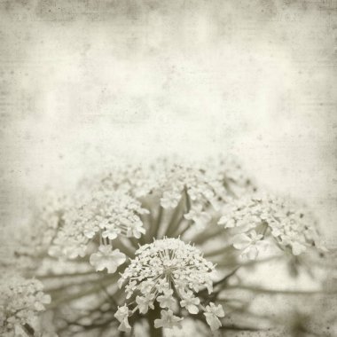 Eski Kağıt arka plan yabani havuç çiçekler ile dokulu