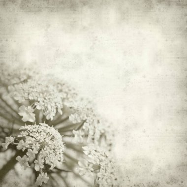 textured old paper background with wild carrot flowers clipart