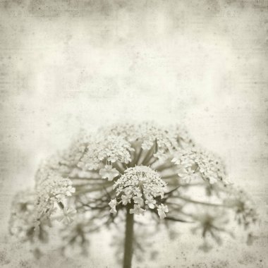 Eski Kağıt arka plan yabani havuç çiçekler ile dokulu