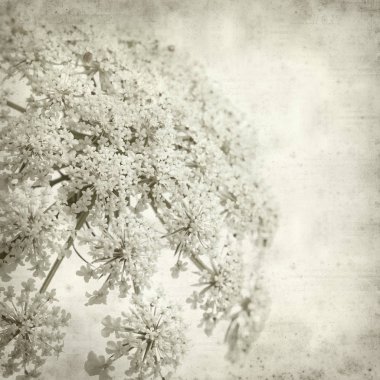 Eski Kağıt arka plan yabani havuç çiçekler ile dokulu