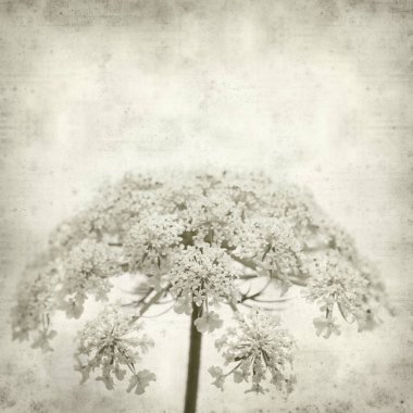 Eski Kağıt arka plan yabani havuç çiçekler ile dokulu