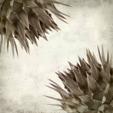 yabani enginar bud ile dokulu eski Kağıt arka plan 