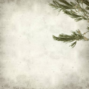 Eski Kağıt arka plan tomurcukları ile yabani kuşkonmaz bitkisinin bir şube ile dokulu