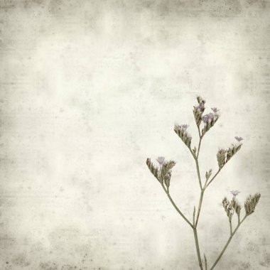 Eski Kağıt arka plan ile Limonium binervosum, rock deniz-lavanta küçük bir dal dokulu