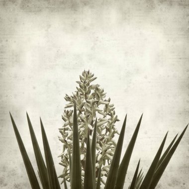 Eski Kağıt arka plan Yucca açılış önümüzdeki ile dokulu