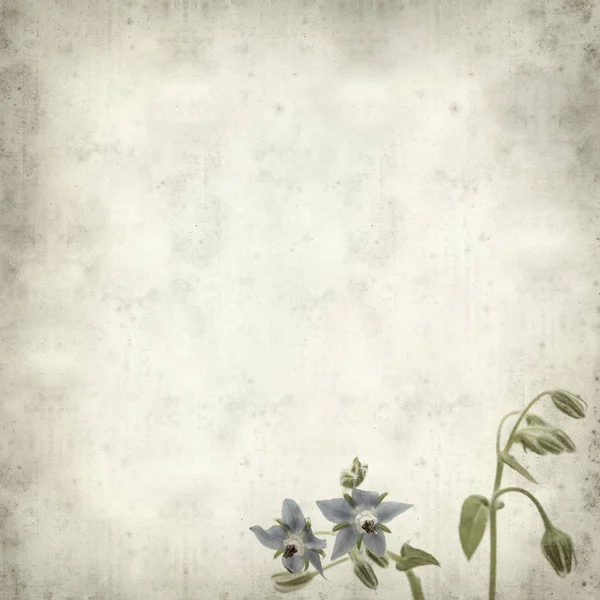 Textured Old Paper Background Blue Borage Flowers — Stock Photo, Image