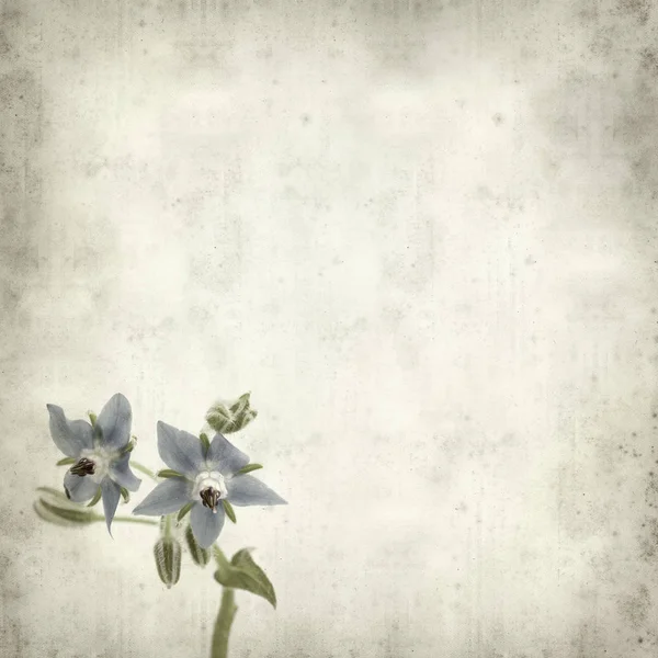 Texturierte Alte Papier Hintergrund Mit Blauen Borretsch Blumen — Stockfoto