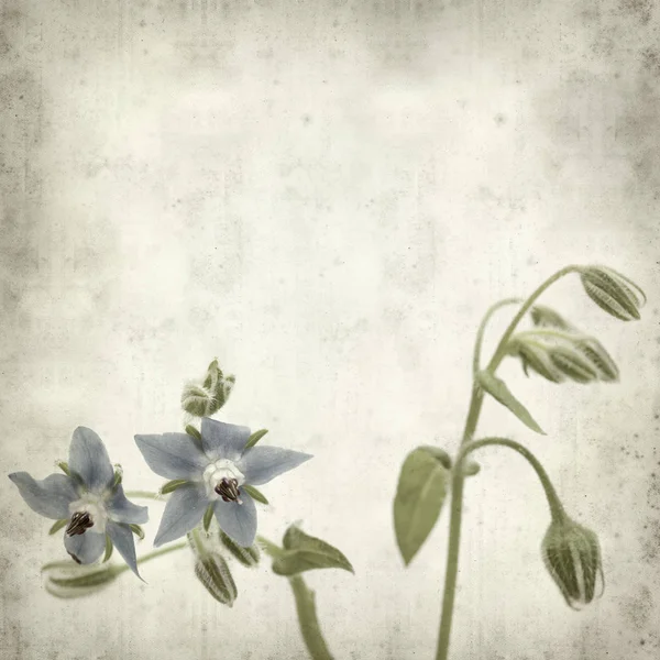 Textured Old Paper Background Blue Borage Flowers — Stock Photo, Image
