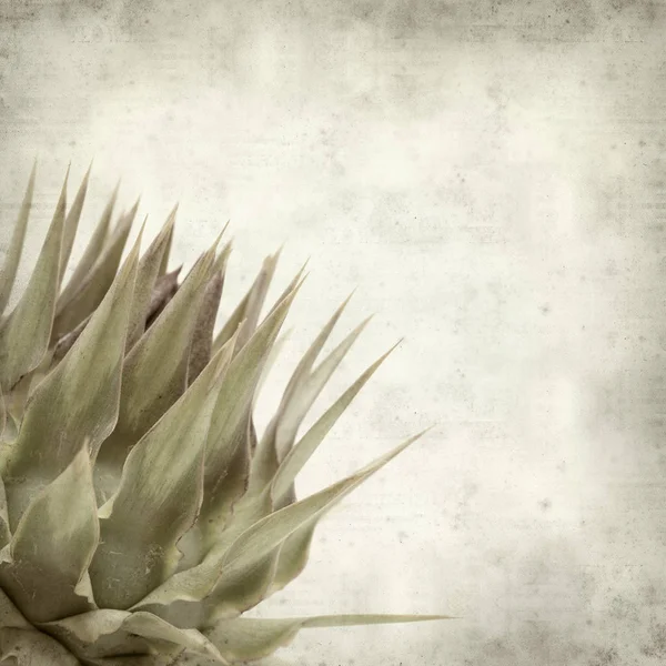 Textured Old Paper Background Wild Artichoke Bud — Stock Photo, Image