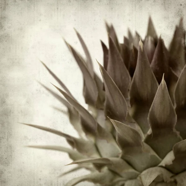 Textured Old Paper Background Wild Artichoke Bud — Stock Photo, Image