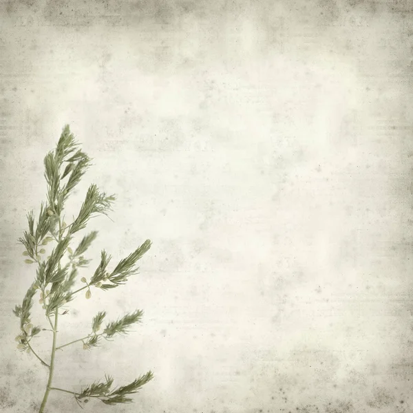 Texturou Staré Papírové Pozadí Pobočkou Divoký Chřest Rostliny Poupaty — Stock fotografie