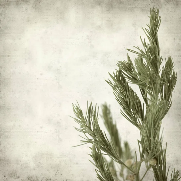 Textured Old Paper Background Branch Wild Asparagus Plant Buds — Stock Photo, Image