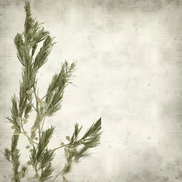 Texturierte Alte Papierhintergrund Mit Einem Zweig Der Wilden Spargelpflanze Mit — Stockfoto