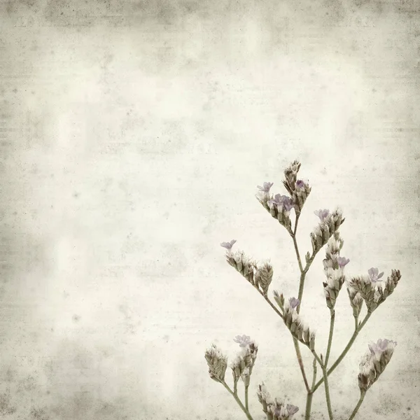 Textured Old Paper Background Small Twigs Limonium Binervosum Rock Sea — Stock Photo, Image