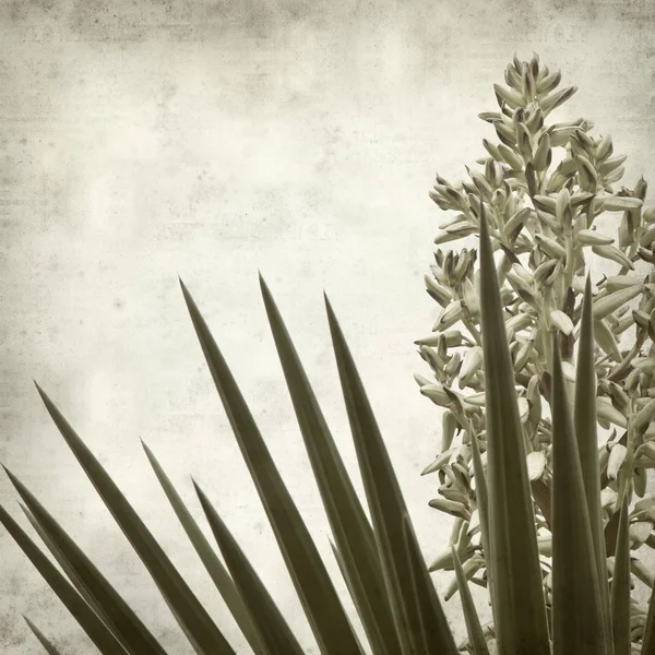Textured Old Paper Background Yucca Opening Inflorescence — Stock Photo, Image
