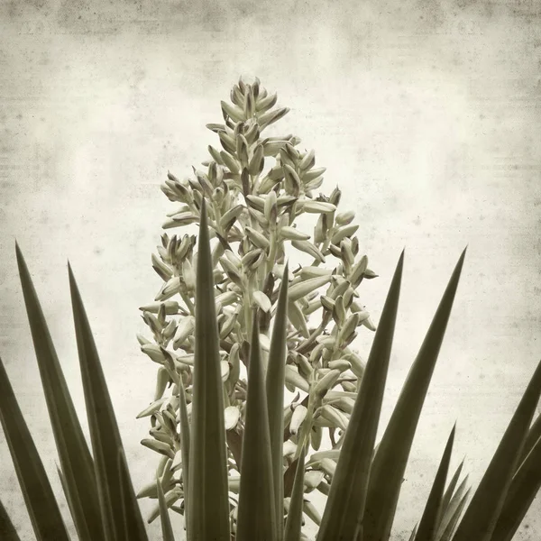 Textured Old Paper Background Yucca Opening Inflorescence — Stock Photo, Image