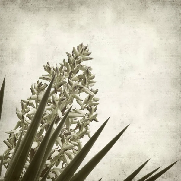 Textured Old Paper Background Yucca Opening Inflorescence — Stock Photo, Image