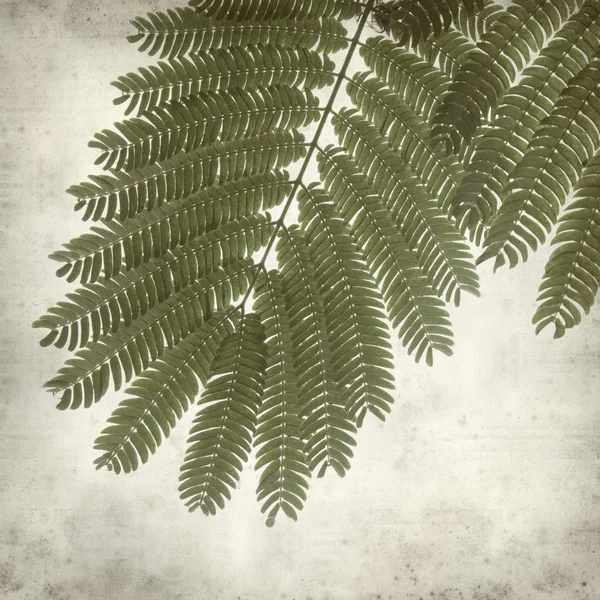 Textured Old Paper Background Acacia Leaves — Stock Photo, Image