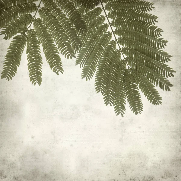 Textured Old Paper Background Acacia Leaves — Stock Photo, Image