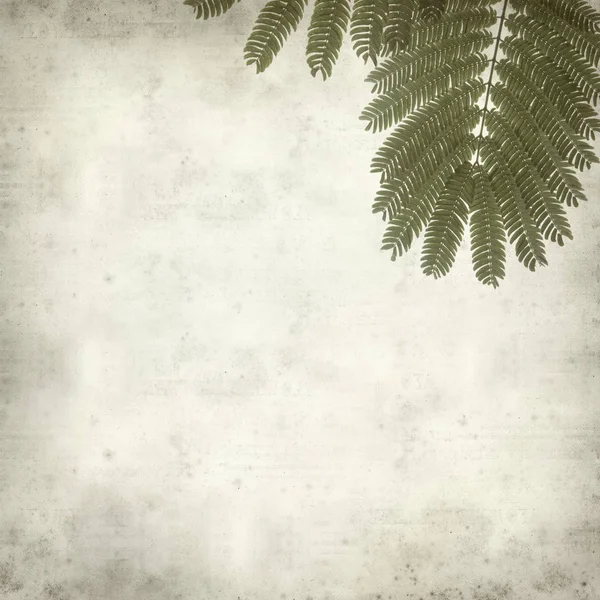 Textured Old Paper Background Acacia Leaves — Stock Photo, Image