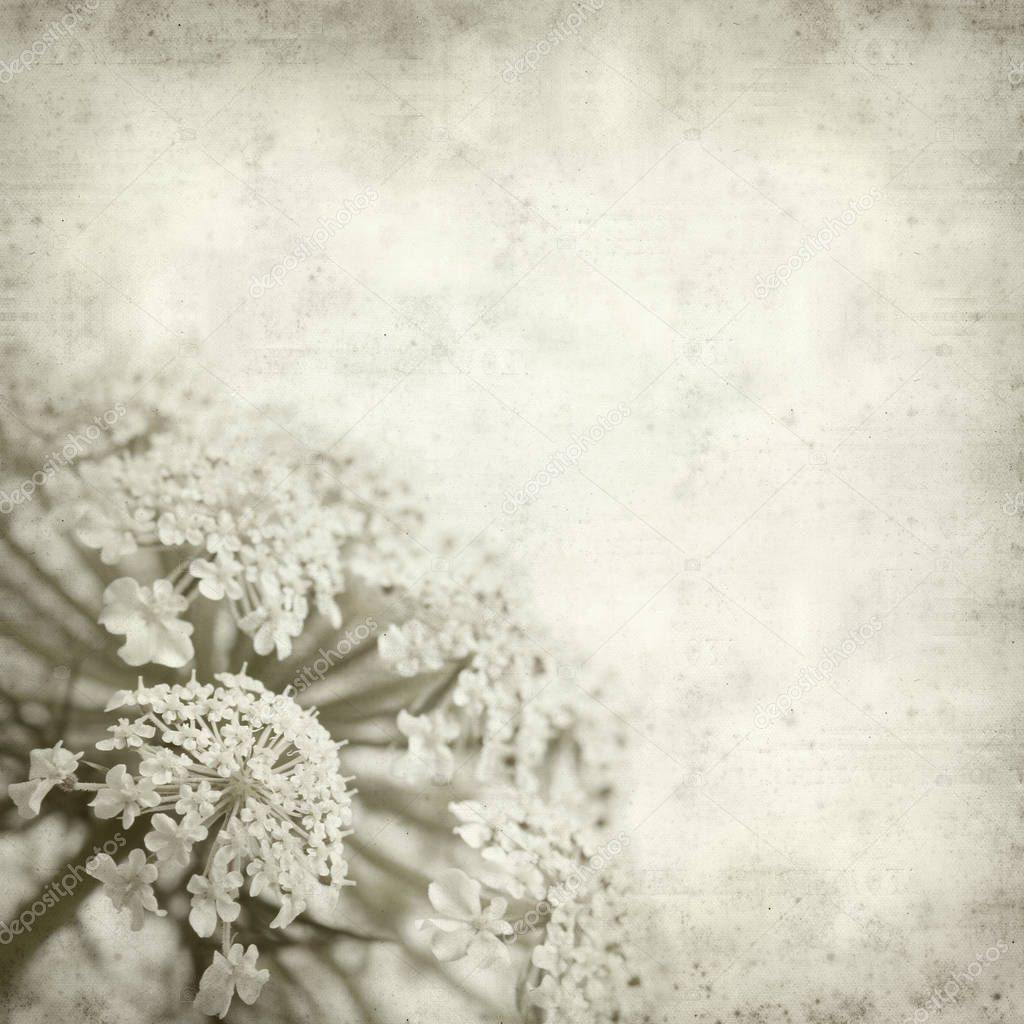 textured old paper background with wild carrot flowers