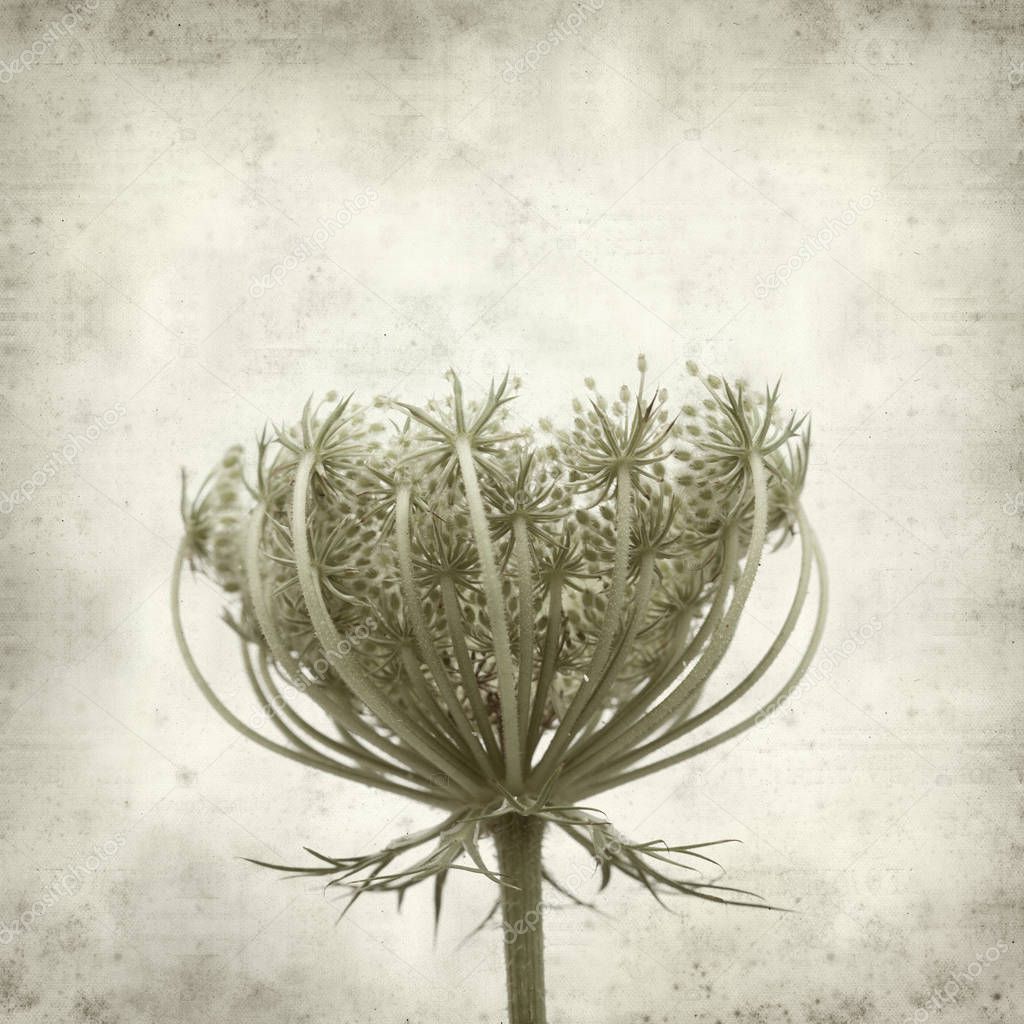 textured old paper background with wild carrot flowers
