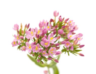 Cantabria - Centaurium erythraea, ortak kantaron florası