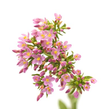 Cantabria - Centaurium erythraea, ortak kantaron florası