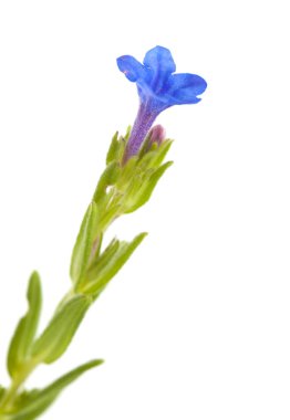 Cantabria - Lithodora diffusa, Flora gromwell, üzerinde beyaz izole mor