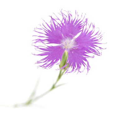 Cantabria - karanfil hyssopifolius, çördük yapraklı karanfil florası