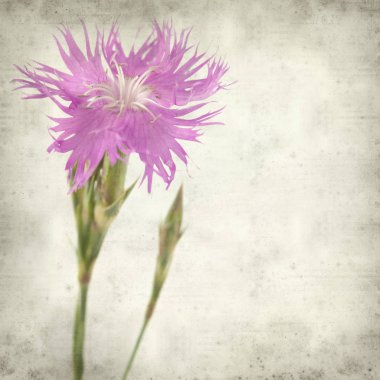 pembe karanfil çördük yapraklı ile dokulu eski Kağıt arka plan