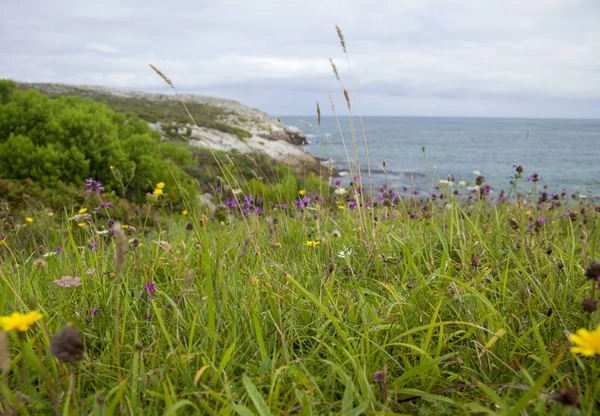 Cantabria, Isla Virgen de Mar yaz çiçek ile etrafında kıyı peyzaj