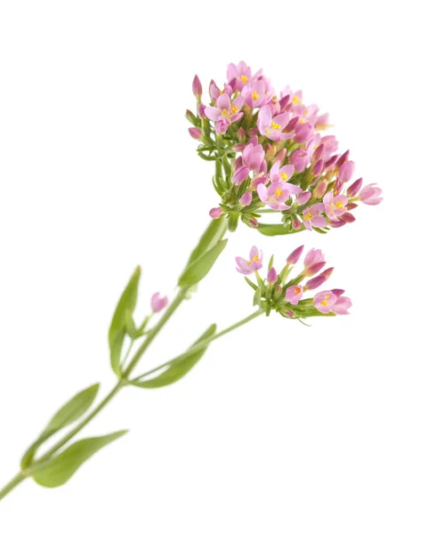 Flora Kantabriens Centaurium Erythraea Gemeiner Zentaurus — Stockfoto