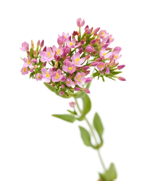 Flora Cantábria Centaurium Erythraea Centaury Comum — Fotografia de Stock
