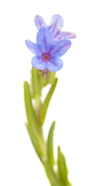 Flora Cantabria Lithodora Diffusa Purple Gromwell Isolated White — Stock Photo, Image