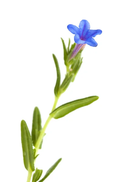 Χλωρίδα Της Cantabria Lithodora Diffusa Μωβ Gromwell Απομονώνονται Λευκό — Φωτογραφία Αρχείου