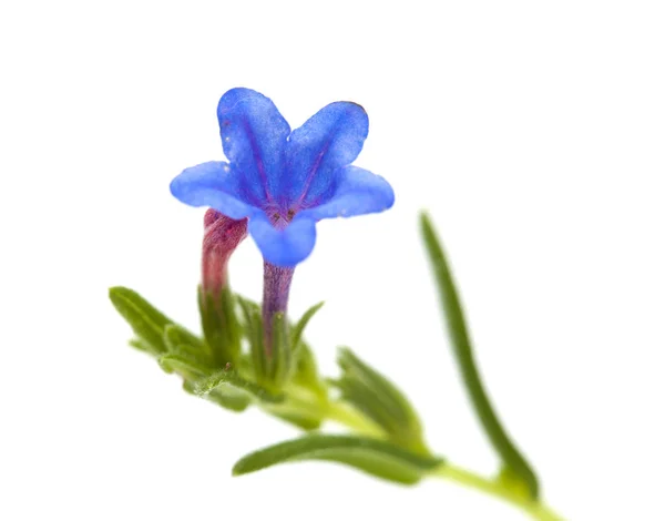 Flora Kantabrien Lithodora Diffusa Lila Gromwell Isolerad Vit — Stockfoto