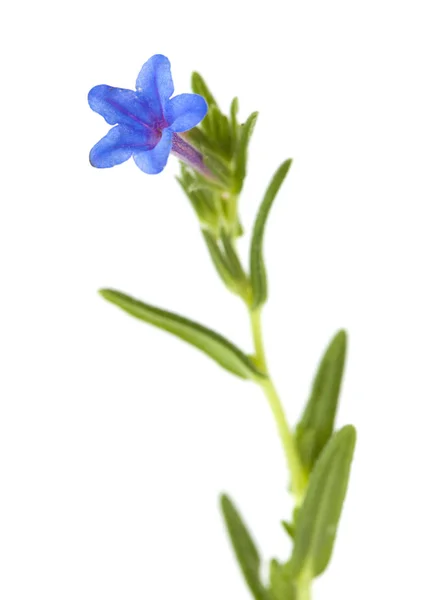 Flora Cantabria Lithodora Diffusa Pozzetto Viola Isolato Bianco — Foto Stock