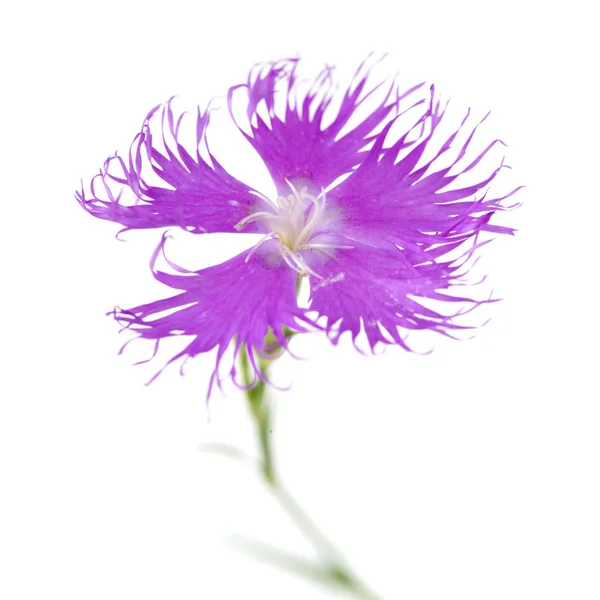 Flora Van Cantabrië Dianthus Hyssopifolius Hysop Gebladerde Anjer — Stockfoto