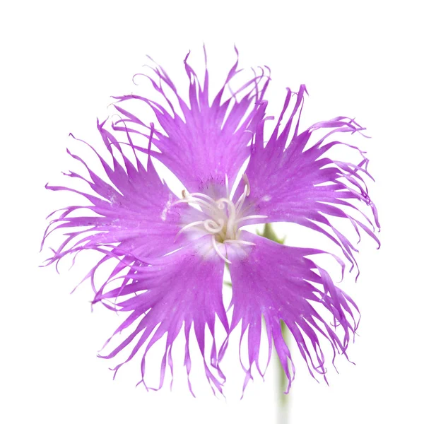 Flora Van Cantabrië Dianthus Hyssopifolius Hysop Gebladerde Anjer — Stockfoto