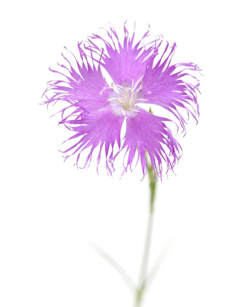 Flora Van Cantabrië Dianthus Hyssopifolius Hysop Gebladerde Anjer — Stockfoto