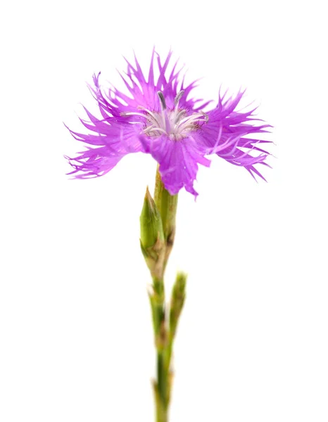 Flora Cantabria Dianthus Hyssopifolius Clavel Hojas Hisopo — Foto de Stock