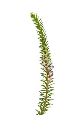 Heath dolaşıp Cantabria - Erica vagans, florası