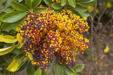 Doğal çiçek arka plan Schefflera arboricola tohum 